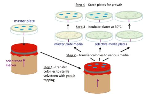 replica plate cloth disposal|replica plate alignment.